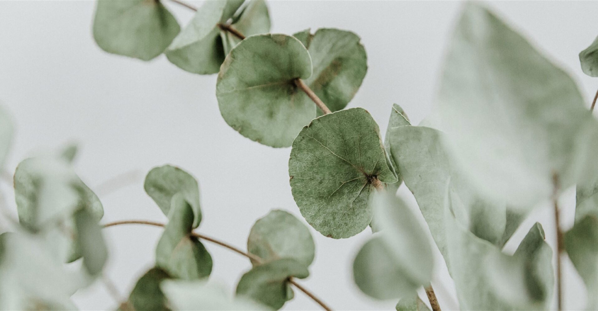 Benefits Of Eucalyptus