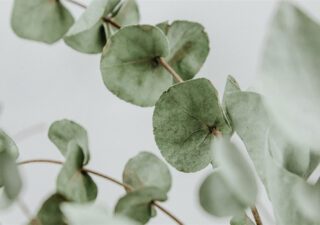 Benefits Of Eucalyptus