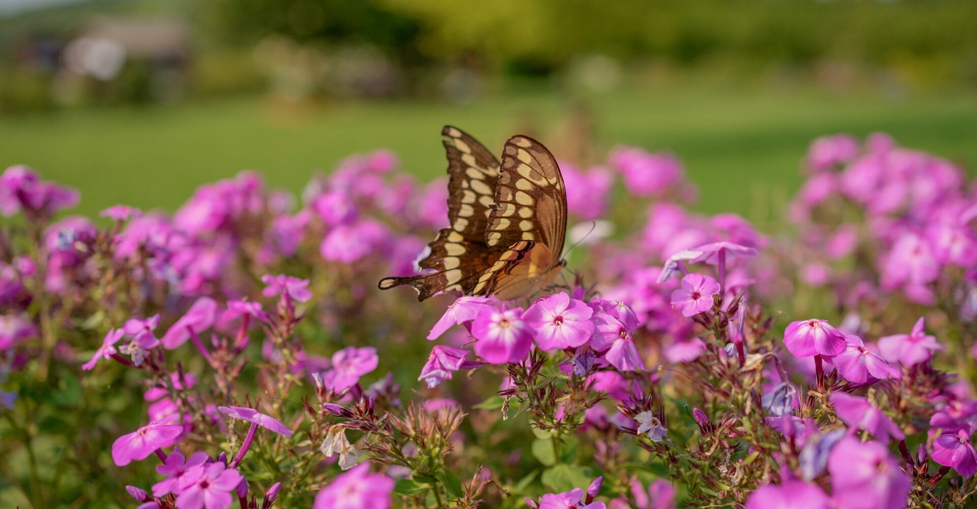 The Healing Power of Botanicals