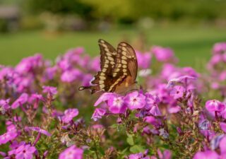 The Healing Power of Botanicals