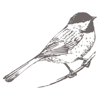 chickadee_icon