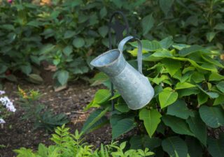 Grow Your Own Wellness