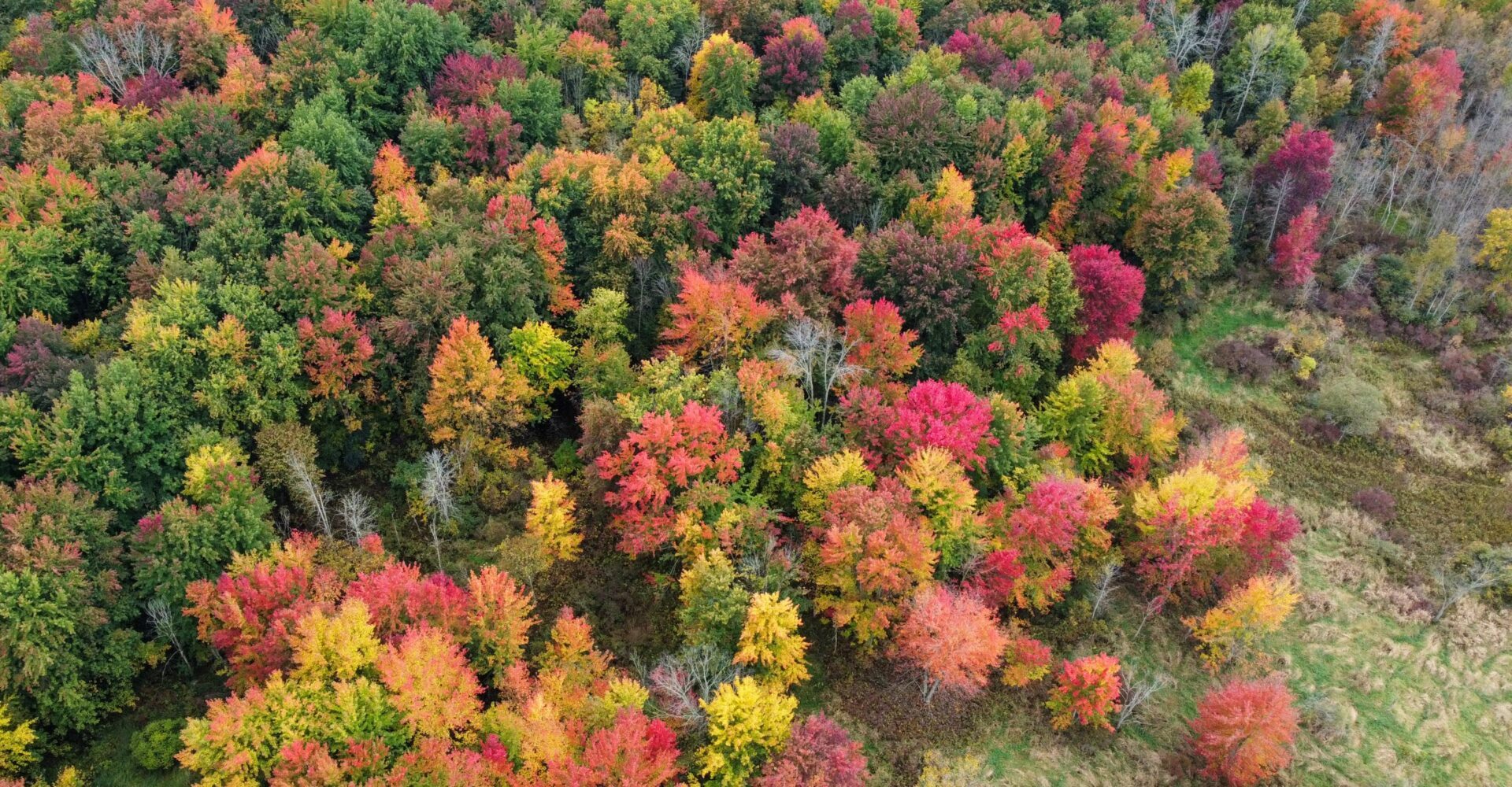Let the Forest Heal You