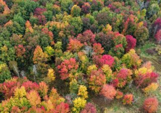 Let the Forest Heal You